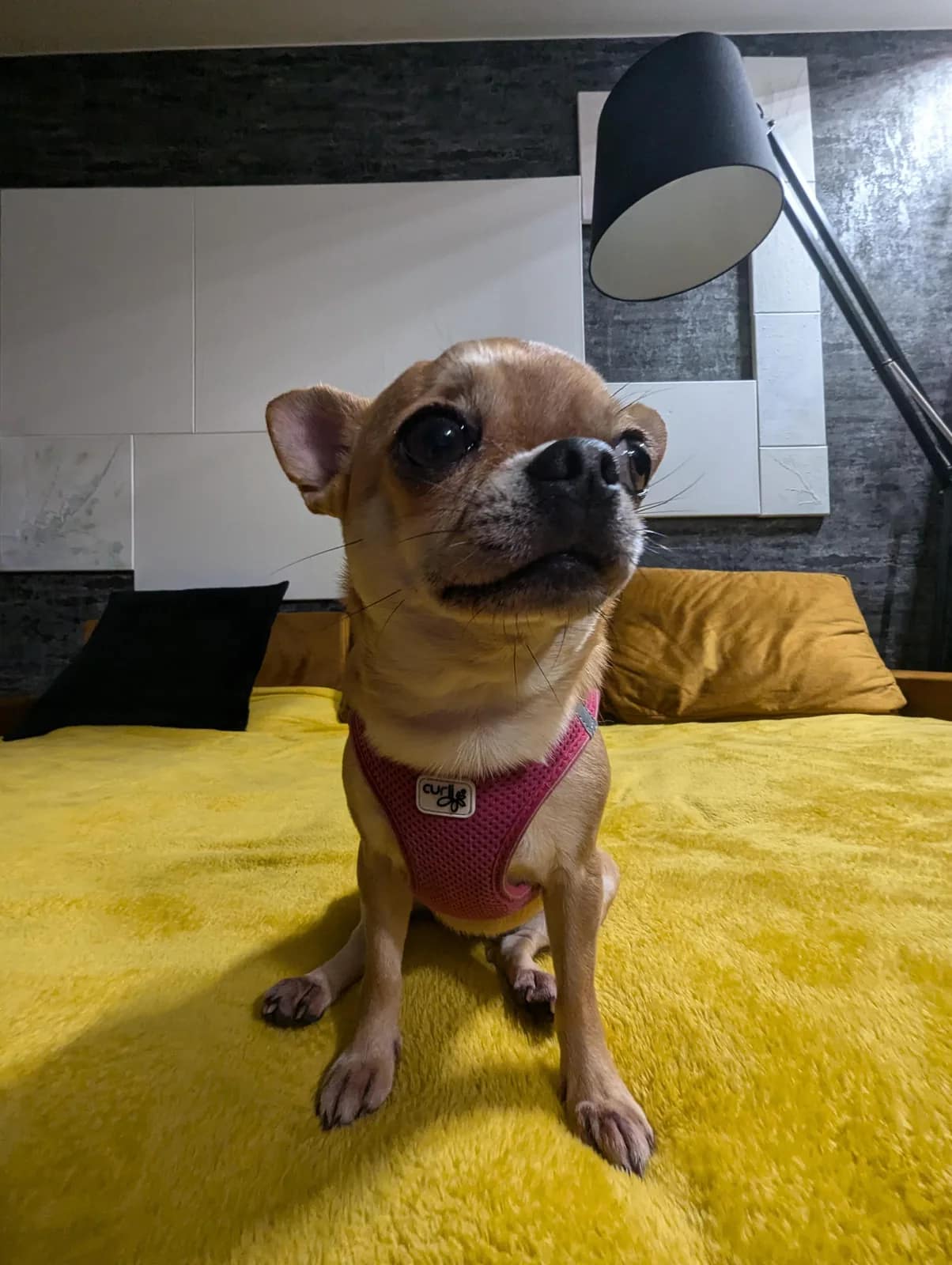 Originalfoto von Annas Chihuahua Chapa vor der KI-Portrait-Veredelung
