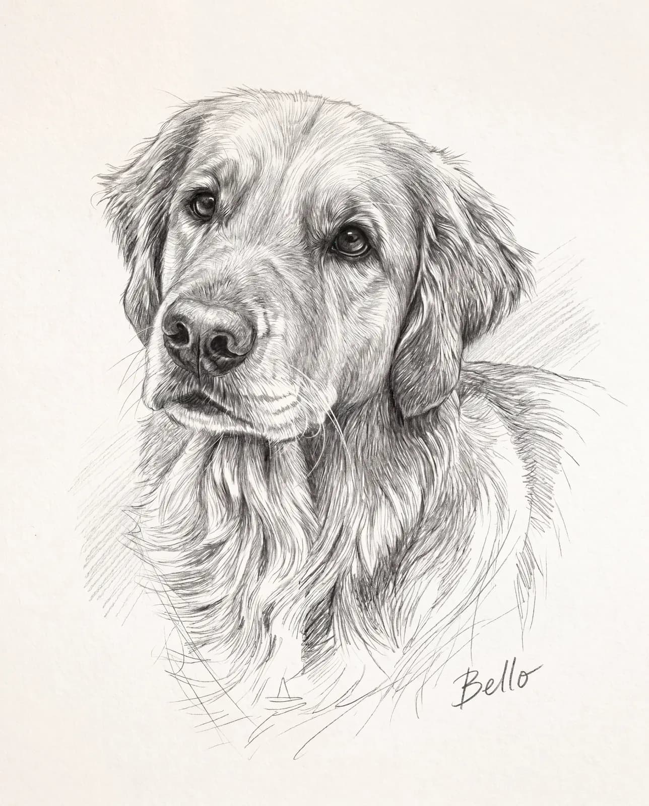 Bleistiftzeichnung eines Golden Retrievers mit sichtbaren Graphitstrichen in Fellrichtung und handgeschriebenem Namen Bello