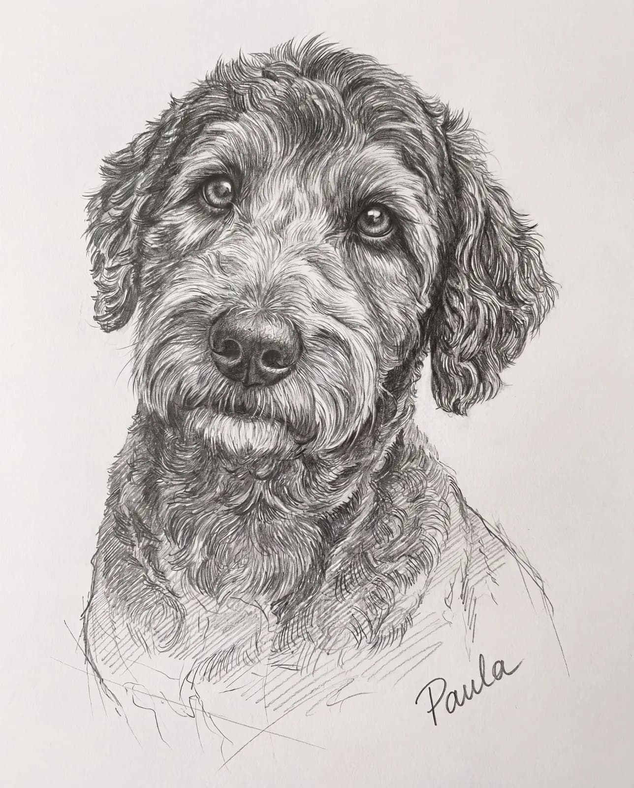 Bleistiftzeichnung eines Labradoodles mit dem Namen Paula in handgeschriebener Bleistift-Signatur