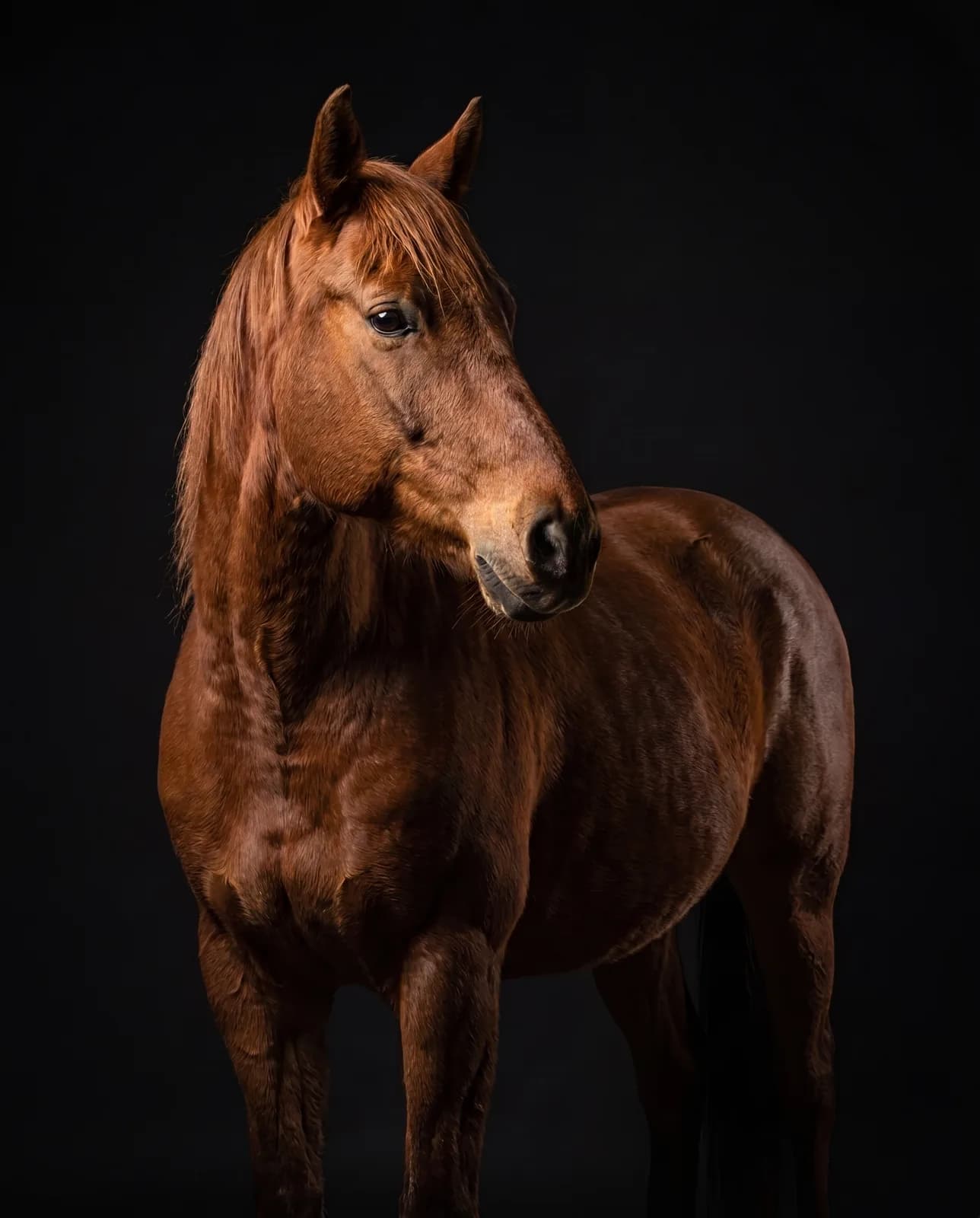 Studio-Pferdeportrait — braunes Pferd vor dunklem Hintergrund mit weichem Licht, edel und reduziert.