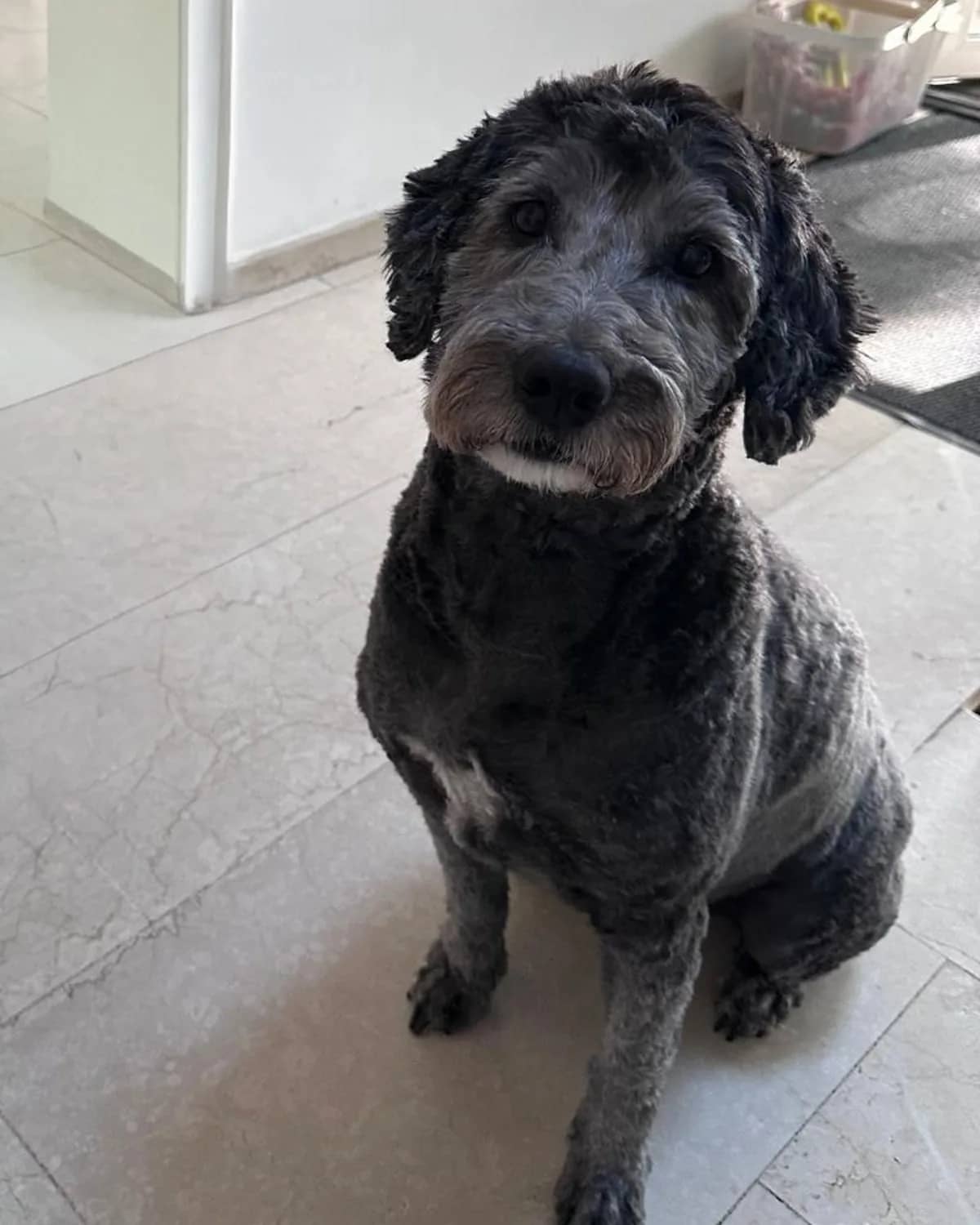 Originalfoto von Labradoodle Paula auf hellem Boden