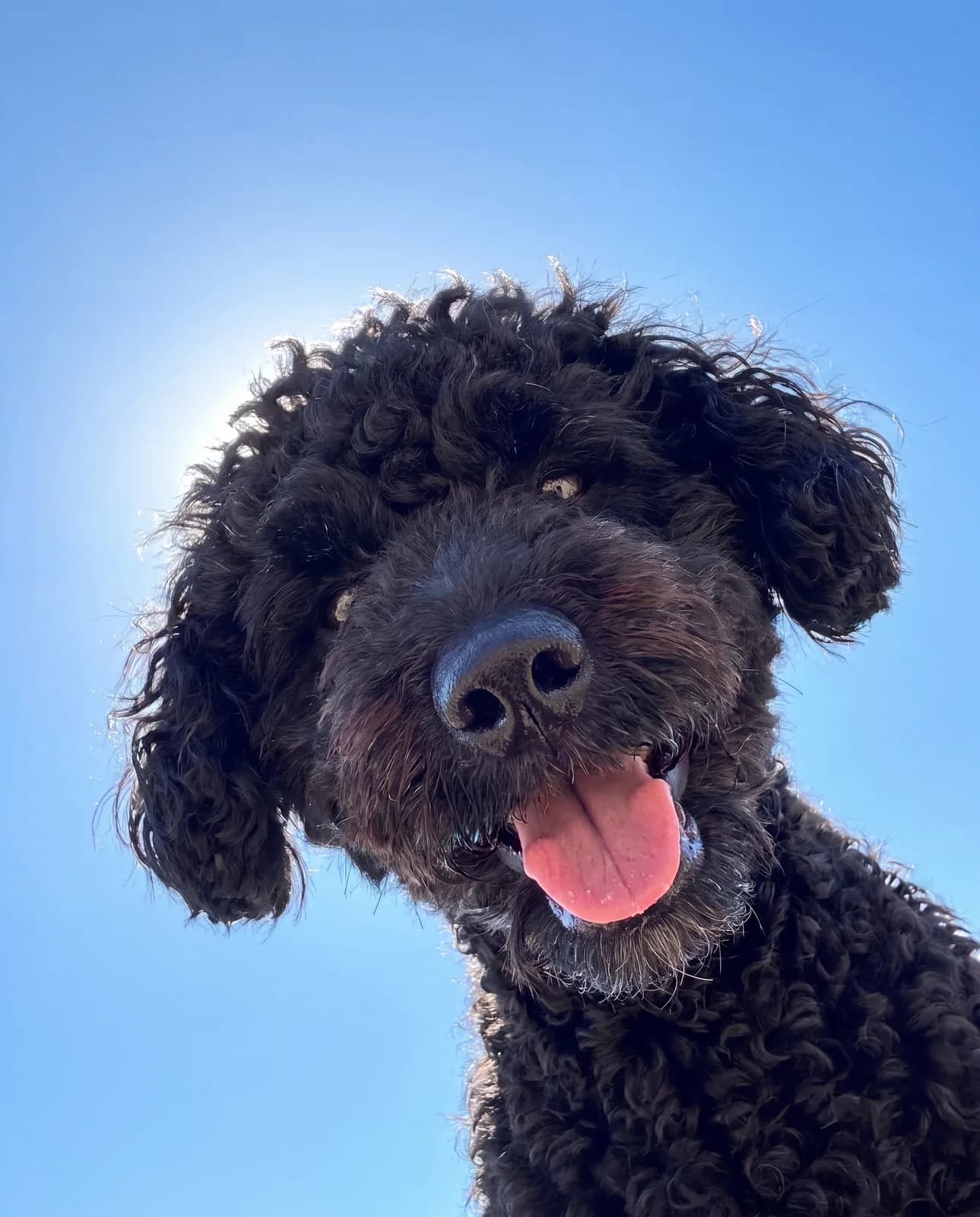 Selfie KI-Tierportrait Beispiel 1