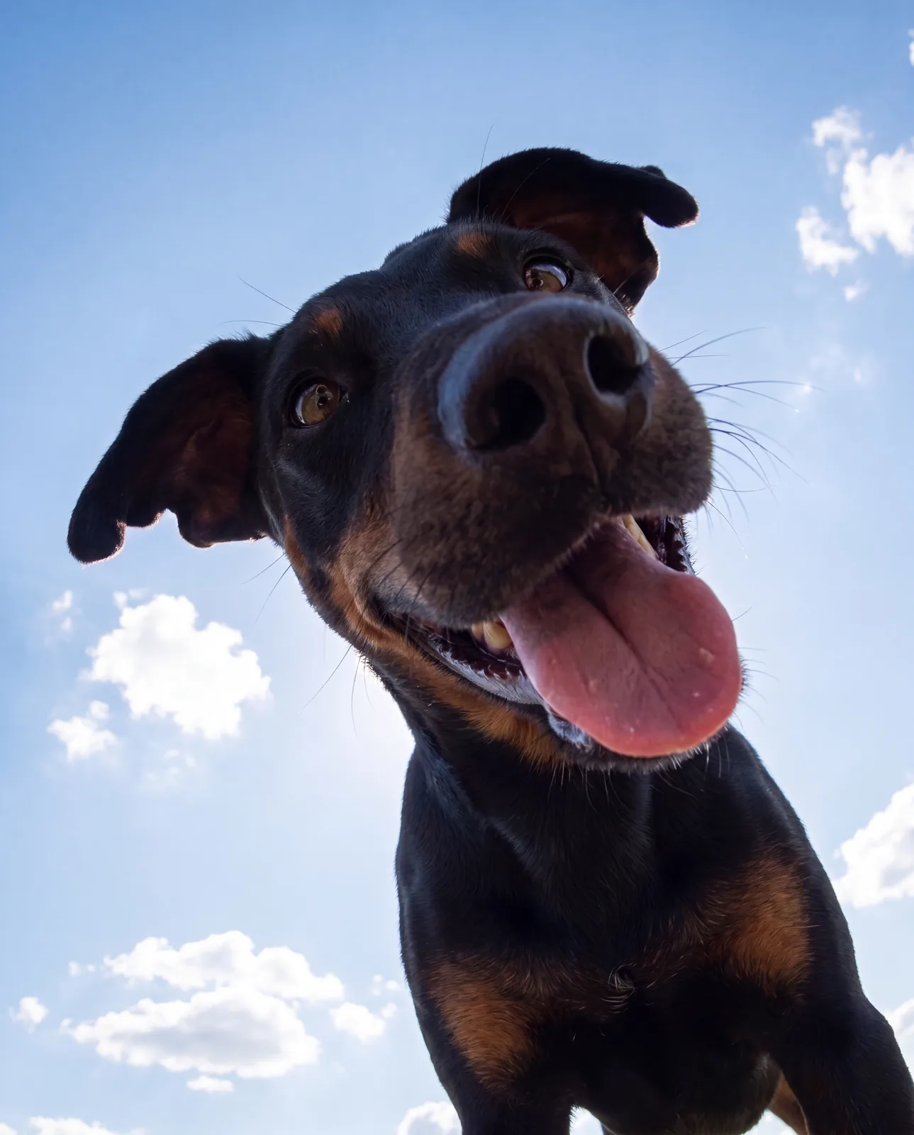 Selfie KI-Tierportrait Beispiel 2