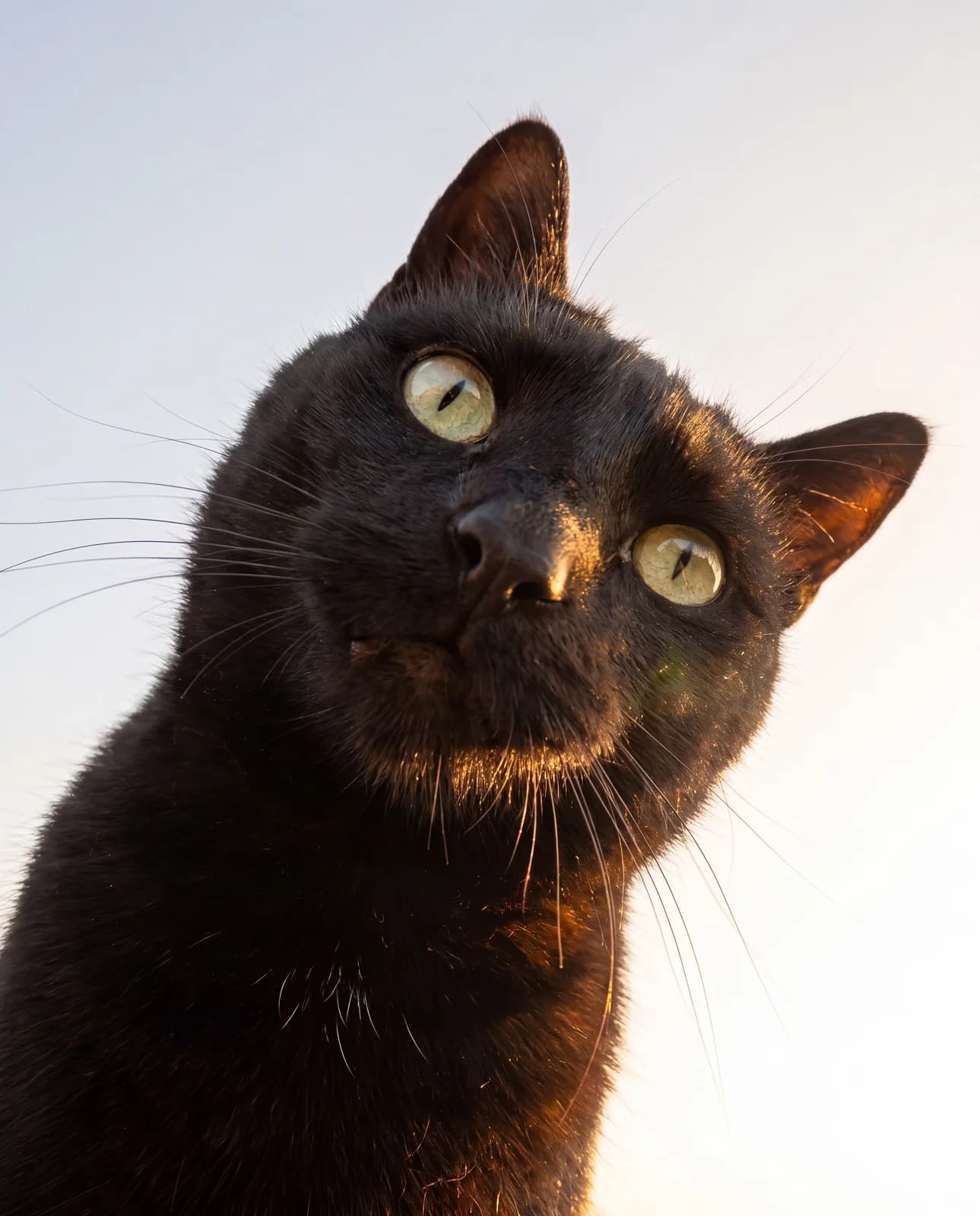 Selfie KI-Tierportrait Beispiel 3